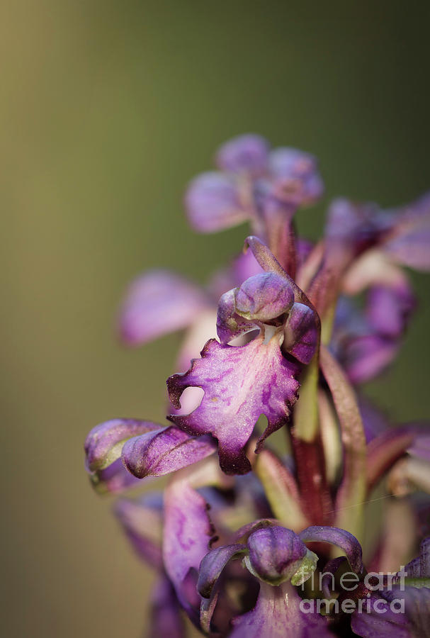 Himantoglossum robertianum wild orchid #2 Photograph by Perry Van Munster