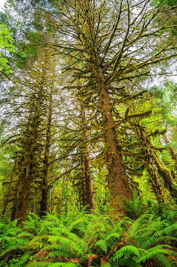 Hoh rain forest #2 Photograph by Asif Islam