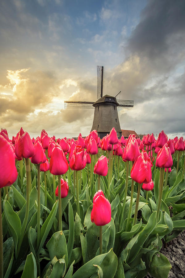 Holland windmill #2 Photograph by Stefano Termanini