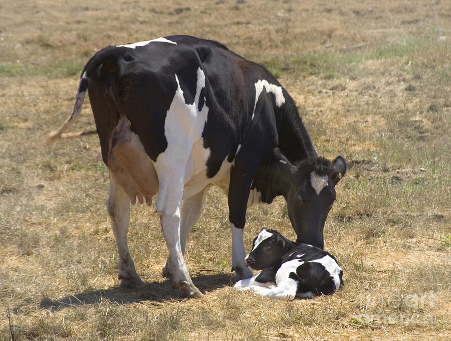Holstein Cow With Newborn Calf #2 Photograph by Inga Spence