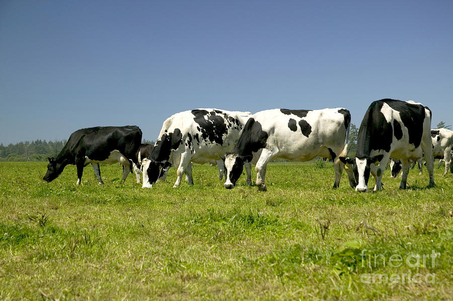 Holstein Cows Grazing #2 Photograph by Inga Spence