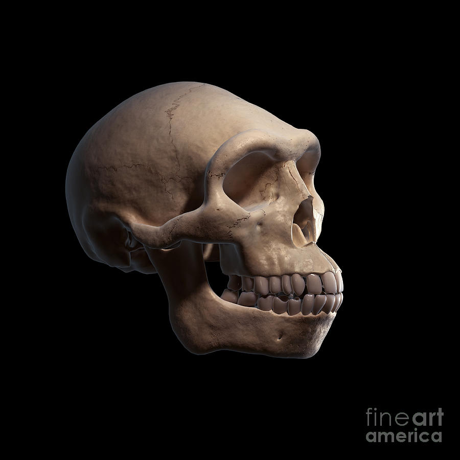 homo erectus skull side view