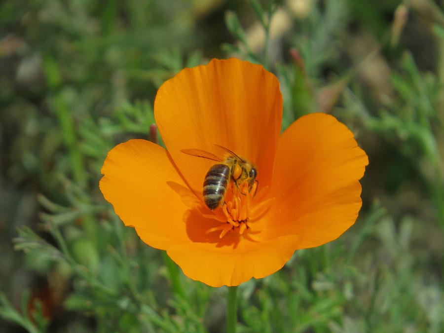Honey Bee Photograph