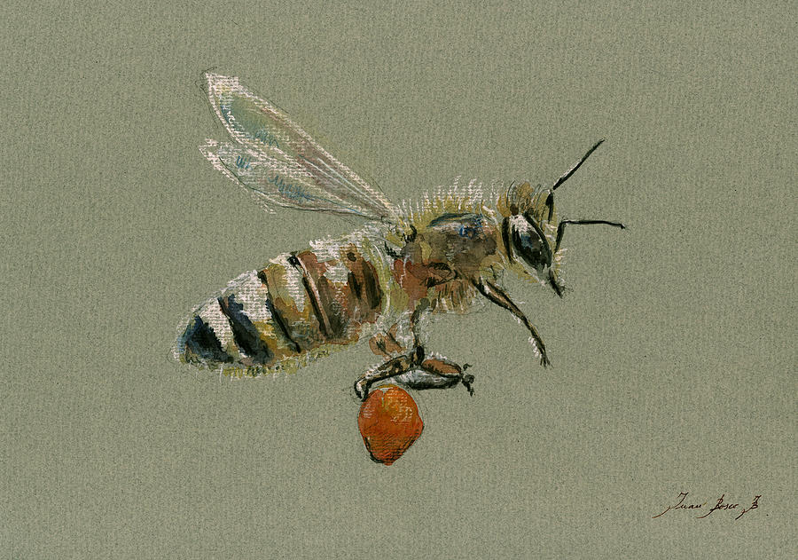 Honey Bee Watercolor Painting - Honey bee watercolor painting #2 by Juan  Bosco