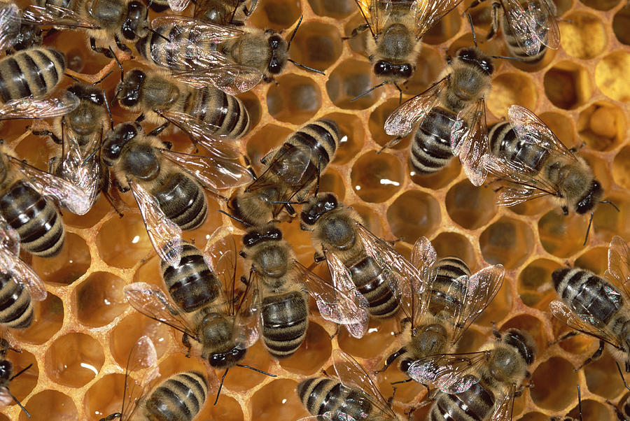 Honeybee on Honeycomb #2 Photograph by Konrad Wothe