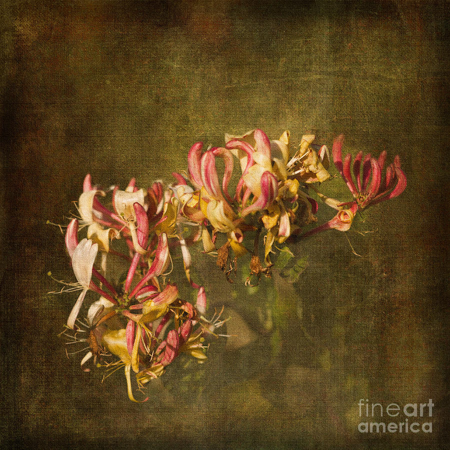 Flower Photograph - Honeysuckle #2 by Liz  Alderdice