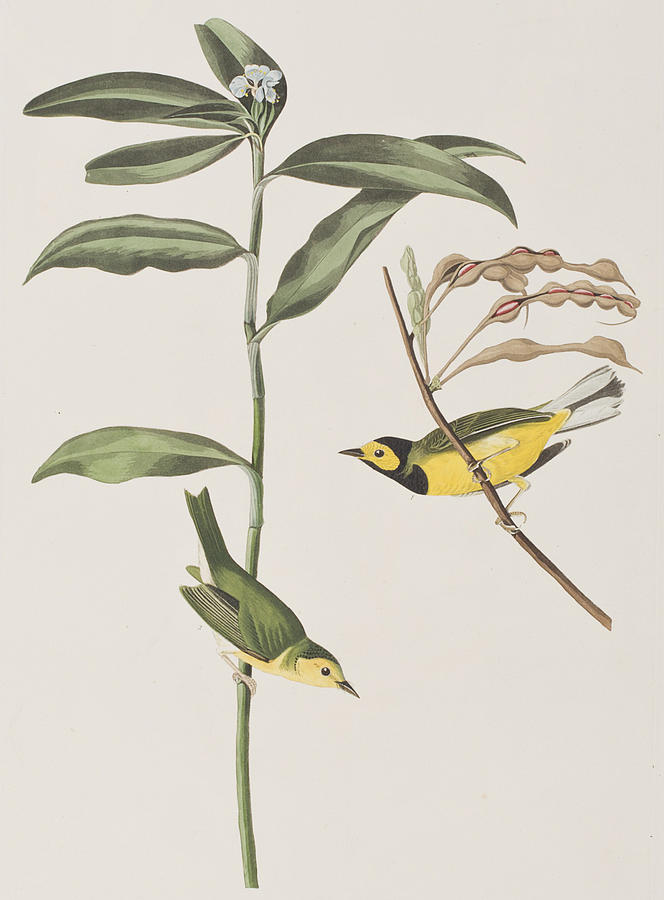 John James Audubon Painting - Hooded Warbler  by John James Audubon