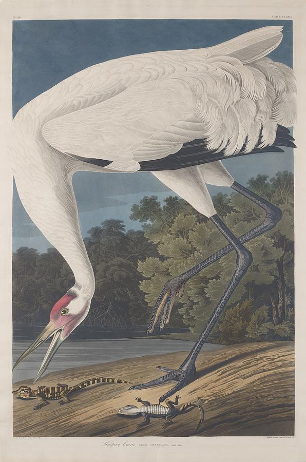 John James Audubon Drawing - Hooping Crane #2 by Dreyer Wildlife Print Collections 