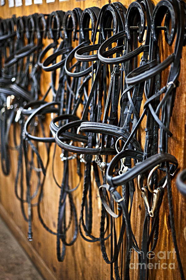 Horse bridles on stable wall 2 Photograph by Elena Elisseeva
