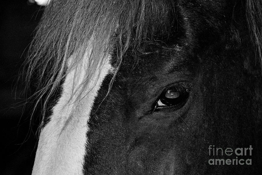 Horse Eye #2 Photograph by FineArtRoyal Joshua Mimbs