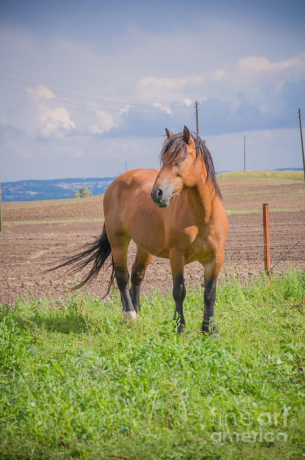 Horse #2 Photograph by Mariusz Talarek