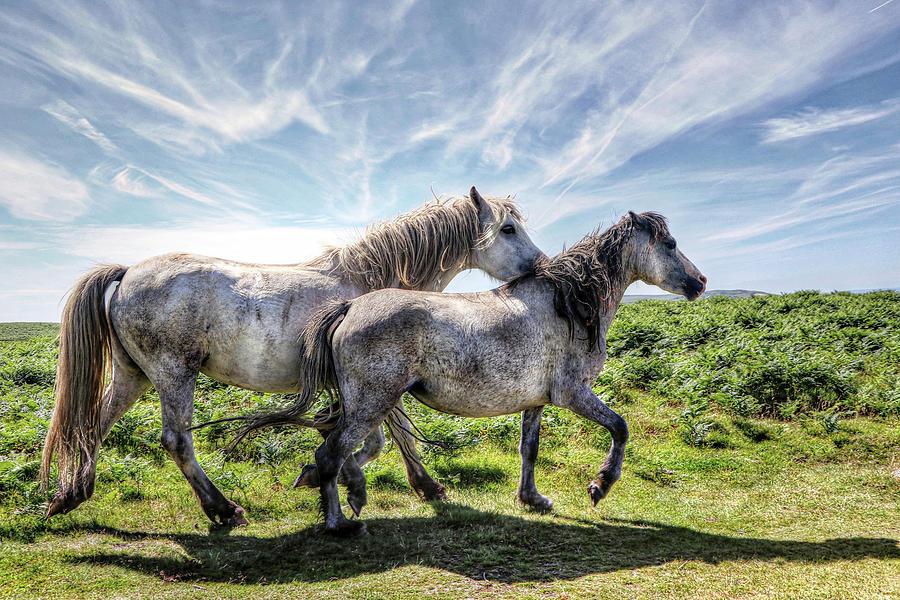 Horse Wales United Kingdom #2 Photograph by Paul James Bannerman