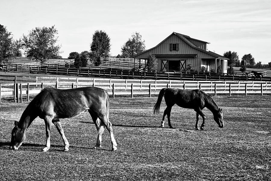 Horses In Alabama #2 Photograph by Mountain Dreams