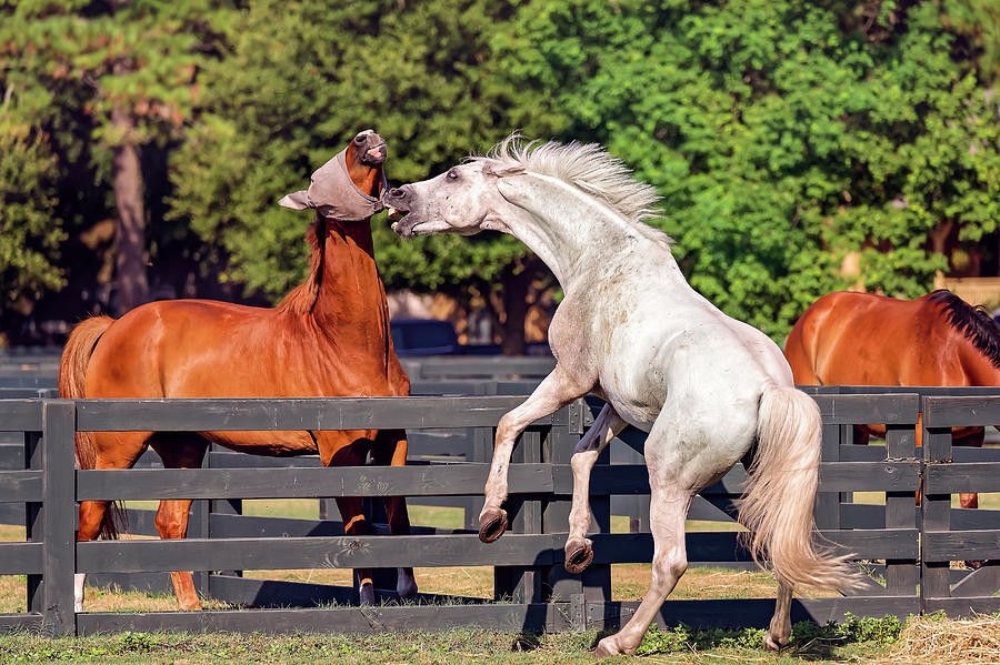 Horses in Hilton Head Island #2 Photograph by Peter Lakomy