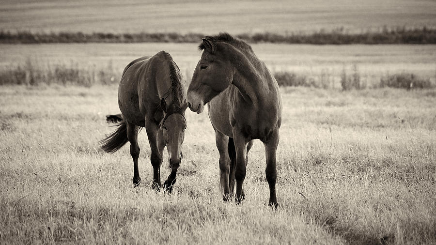 Horses of the Fall  bw Photograph by Jouko Lehto