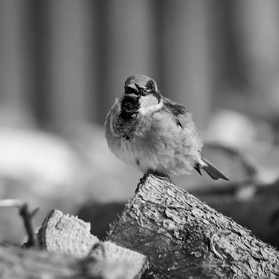 House sparrow #2 Photograph by Jouko Lehto