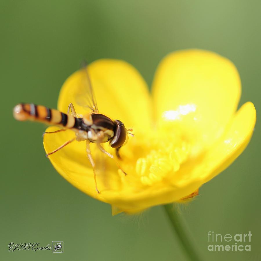 Hoverfly #1 Photograph by J McCombie