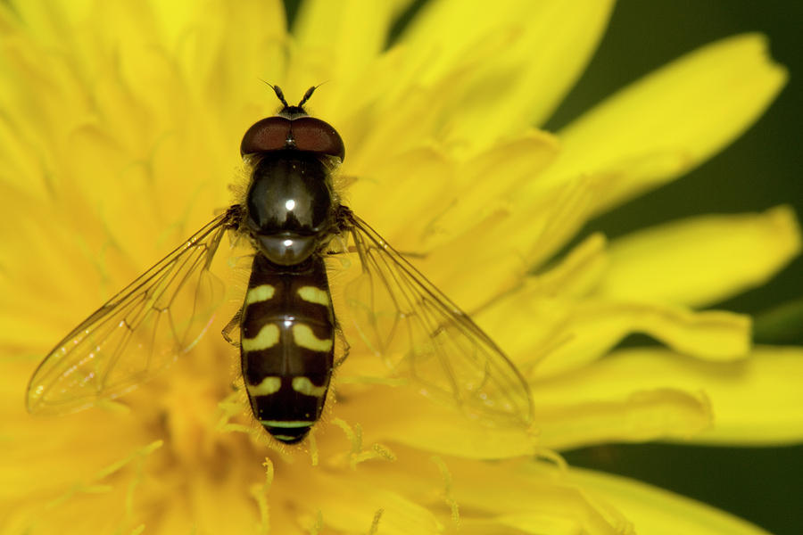 Nature Photograph - Hoverfly #2 by Jouko Mikkola