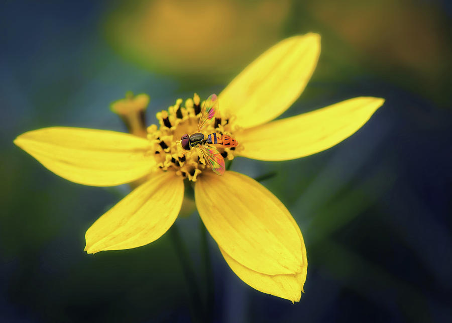 Coreopsis Flower with Hoverfly Photograph by Carolyn Derstine