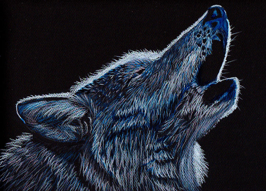 wolf drawing