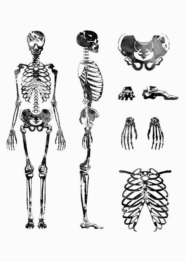 Human skeleton for kids, Human skeleton anatomy, Human skeleton