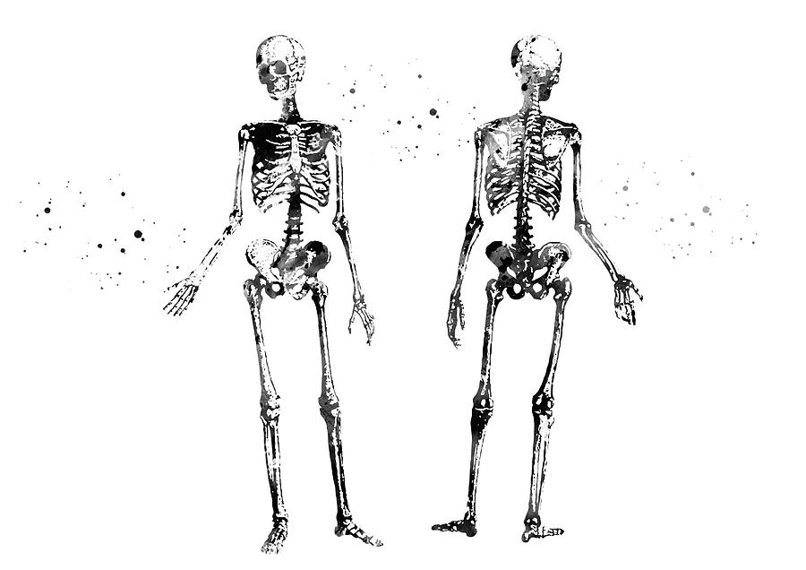 Human Body Skeleton Digital Art By Erzebet S Fine Art America 9409