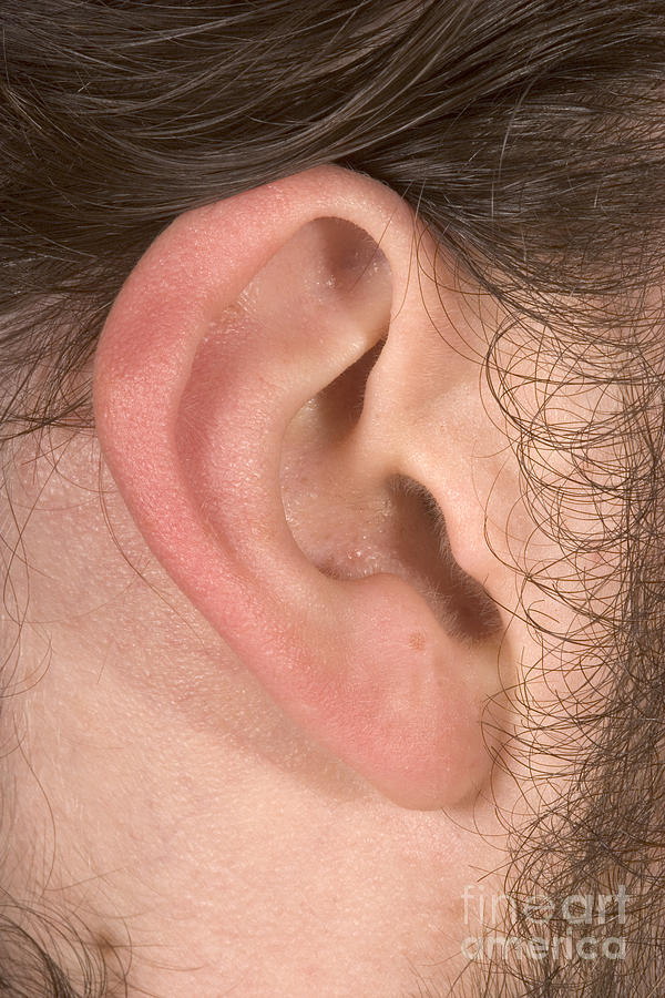Human Ear #2 Photograph by Ted Kinsman