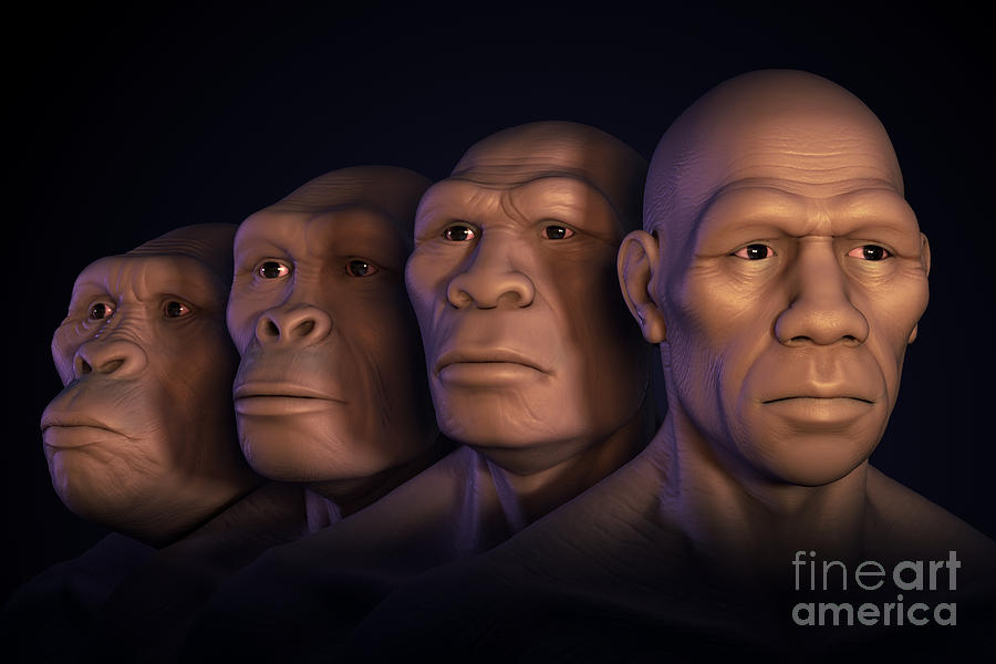 Human Evolution #2 Photograph by Science Picture Co