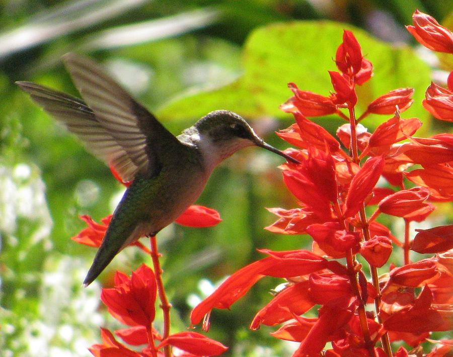 Humming Bird In The Garden #2 Photograph by Alfred Ng