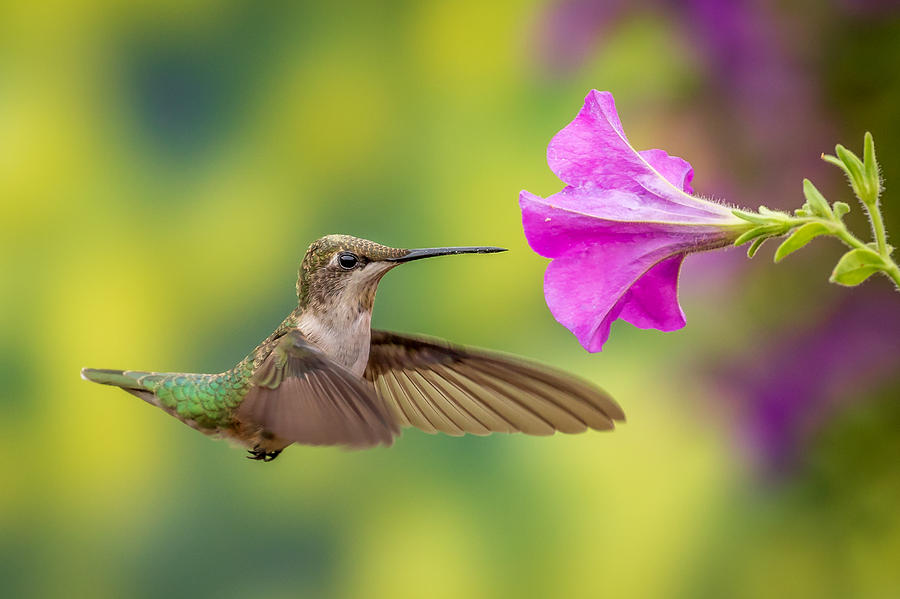 Hummingbird #2 Photograph by Allin Sorenson