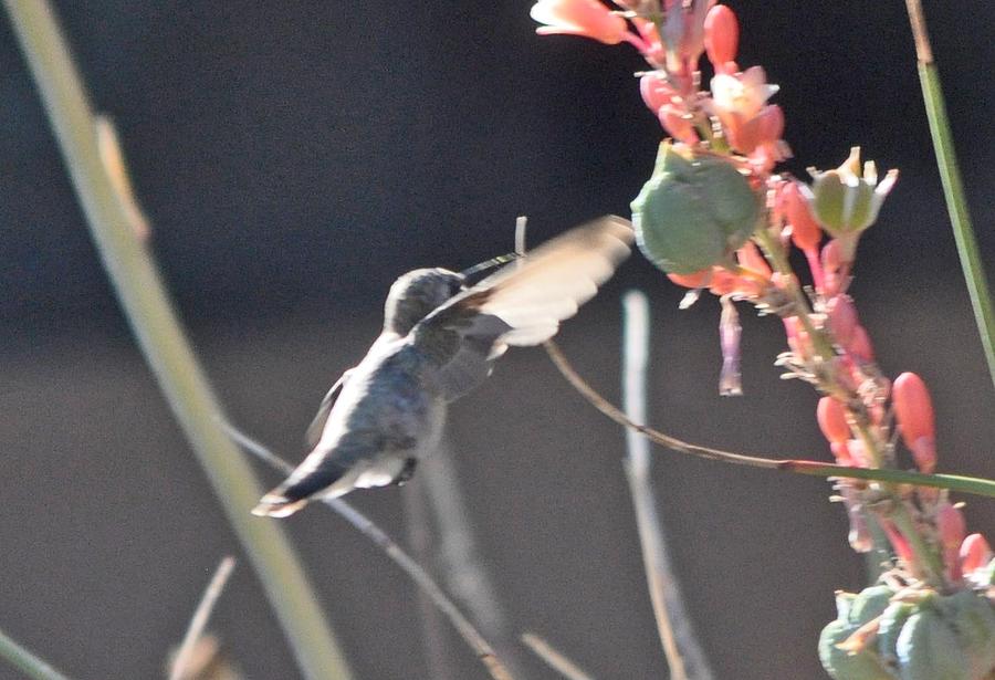 Hummingbird And Red Yucca #3 Photograph by Jay Milo