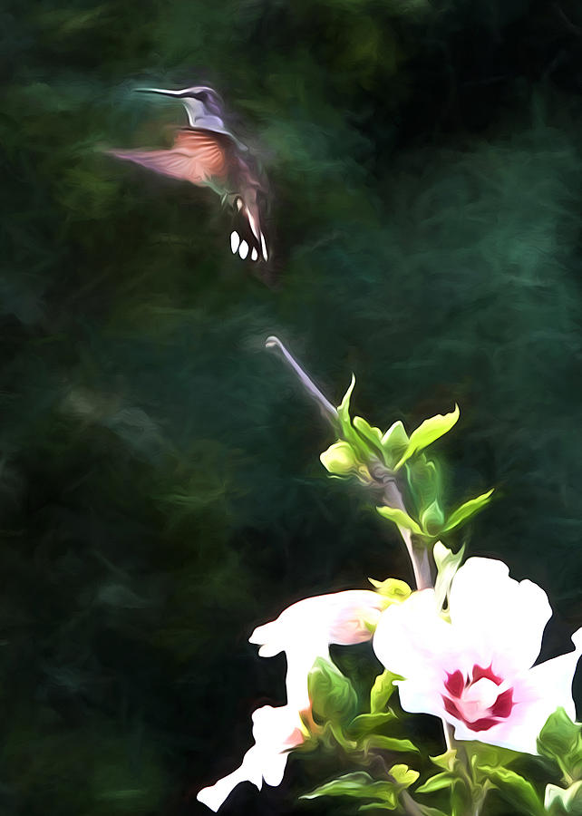 Hummingbird Art #2 Photograph by John Freidenberg