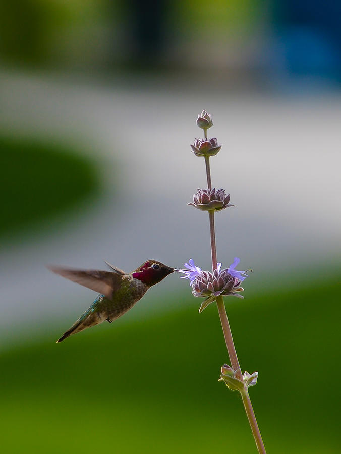 Hummingbird #2 Photograph by Asif Islam