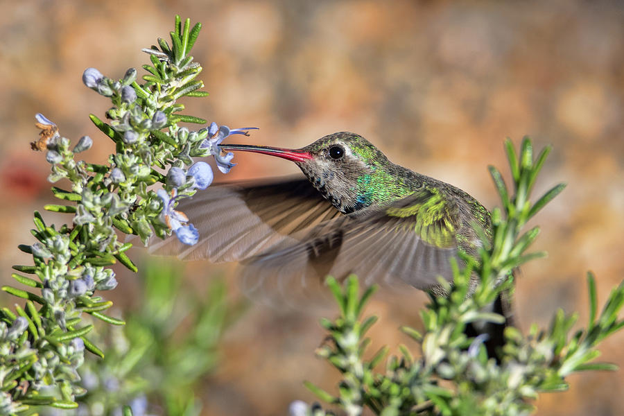 Hummingbird #2 Photograph by Dan McManus