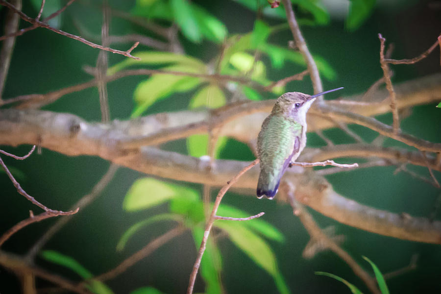 Hummingbird Found In Wild Nature On Sunny Day #2 Photograph by Alex Grichenko