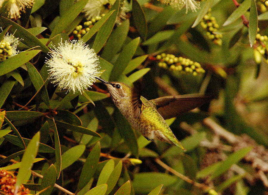 Hummingbird #2 Photograph by Marc Bittan