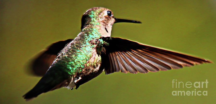 Hummingbird3 Photograph by Mark Jackson