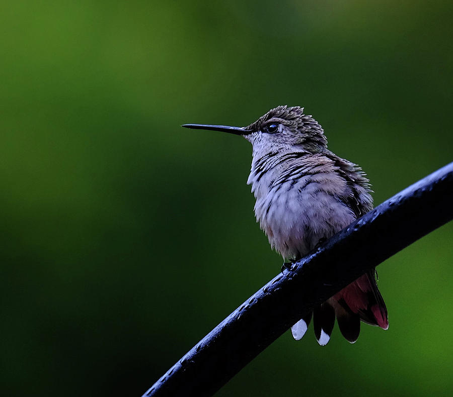 Hummingbird Portrait Photograph by Ronda Ryan