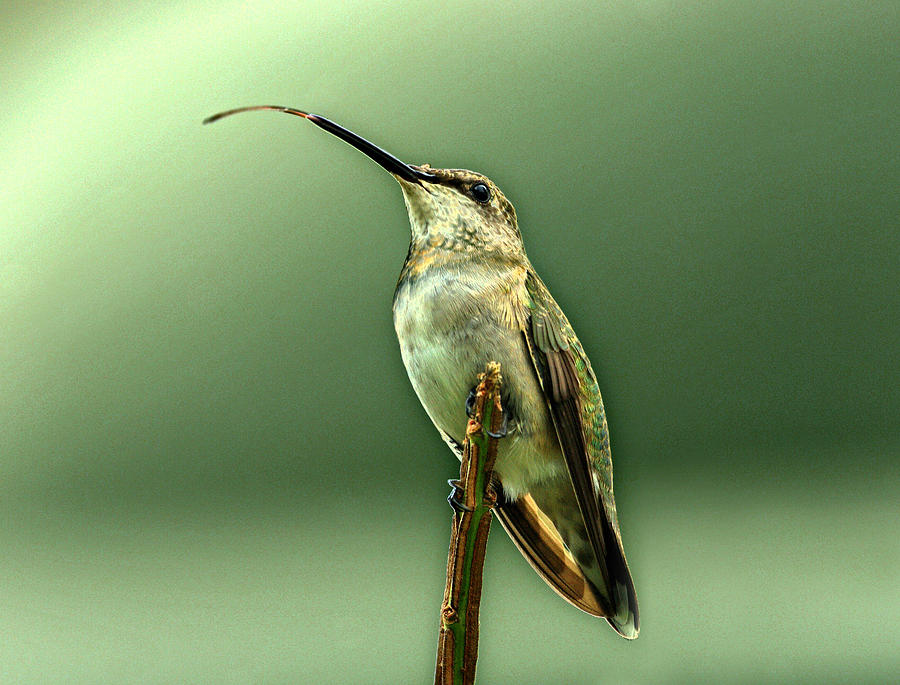 Hummingbird Photograph by Sandy Keeton