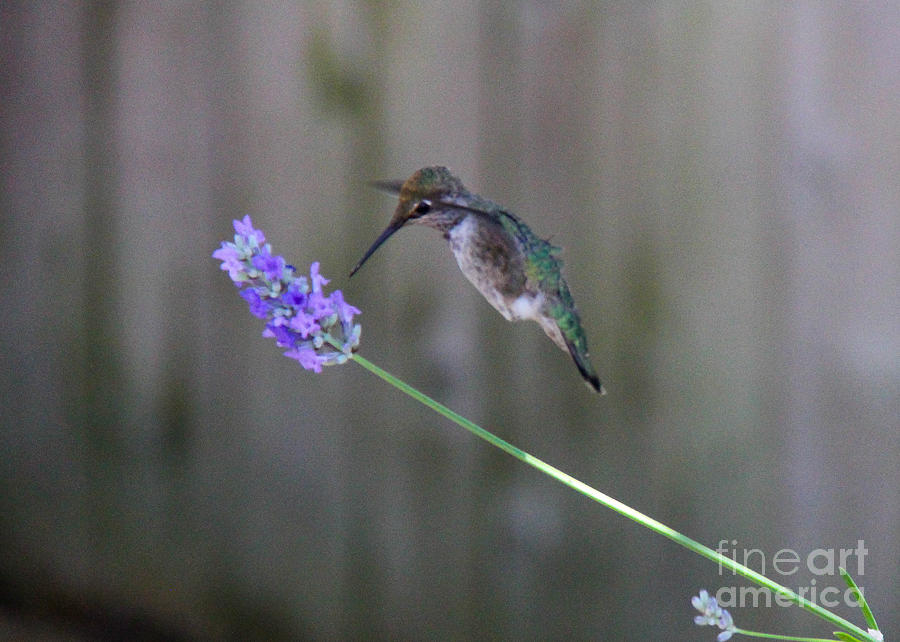 Hummingbird #2 Photograph by SnapHound Photography