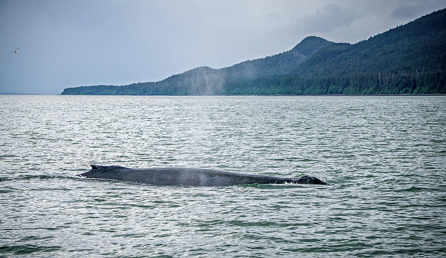 Humpack Whale Hunting On Mud Bay Alaska  #2 Photograph by Alex Grichenko