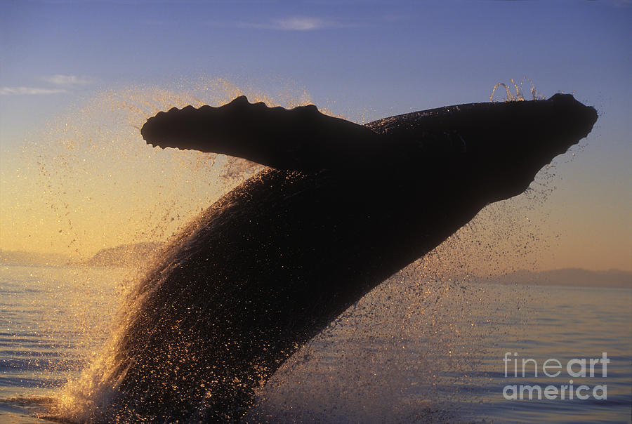 Sunset Photograph - Humpback Whale Breaching #2 by John Hyde - Printscapes