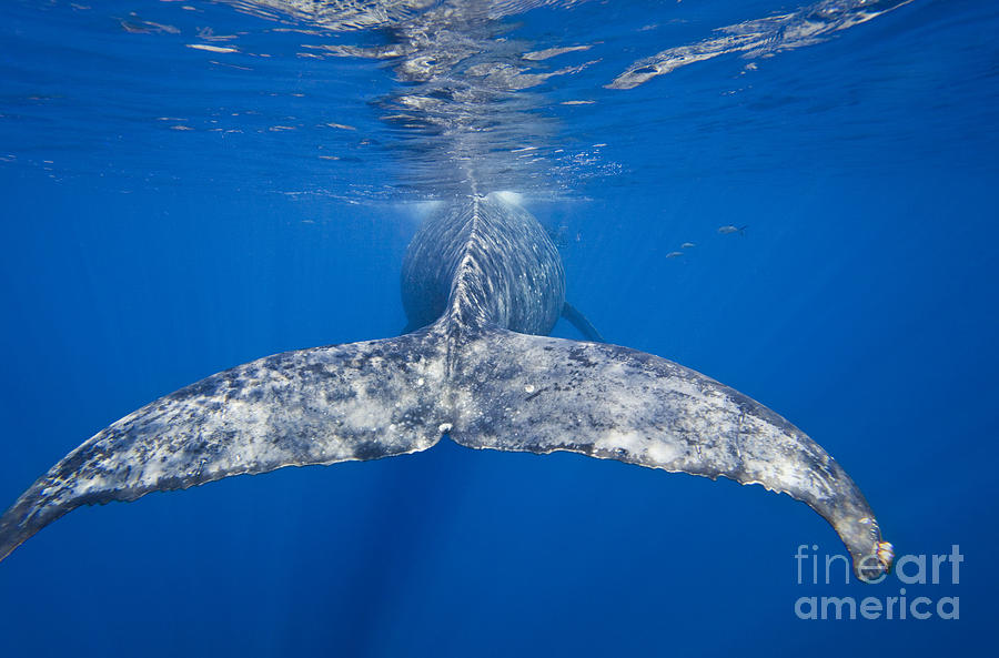 Humpback Whale #2 Photograph by Dave Fleetham - Printscapes