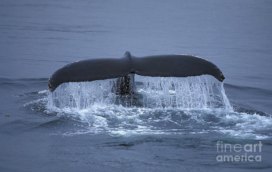 Humpback Whale Megaptera Novaeangliae #2 Photograph by Gerard Lacz
