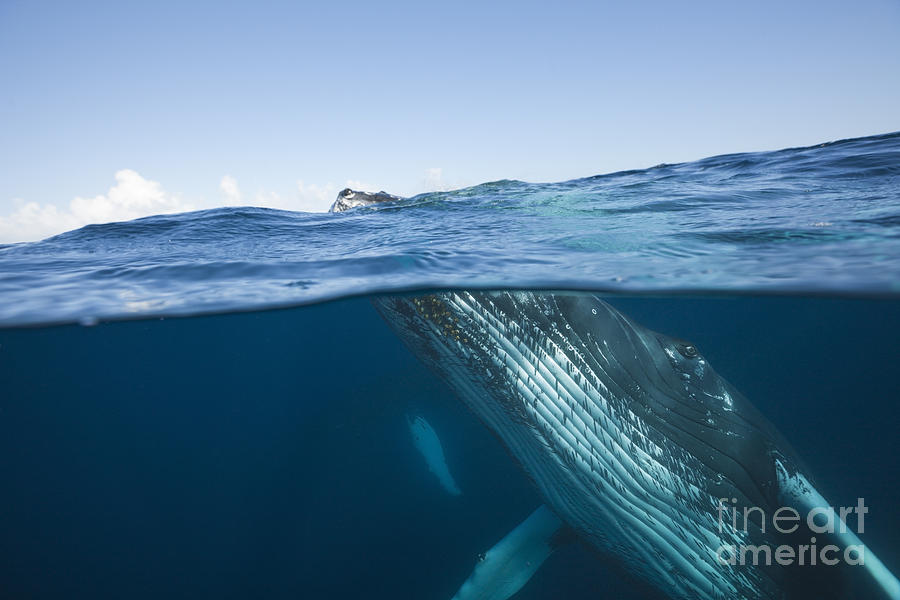 Humpback Whale #2 Photograph by Reinhard Dirscherl