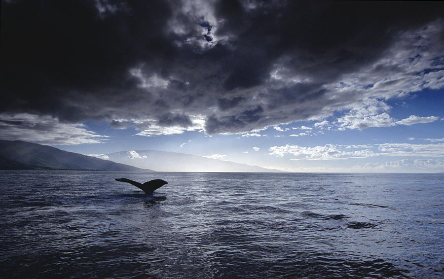 Humpback Whale Tail Maui Hawaii Photograph by Flip Nicklin