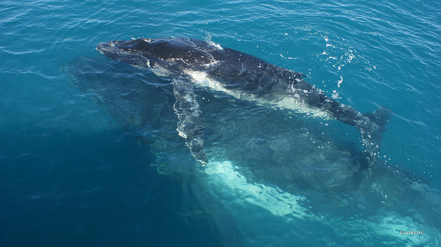 Humpback Whales Mother and Calf image 1 of 1 Photograph by Gary ...