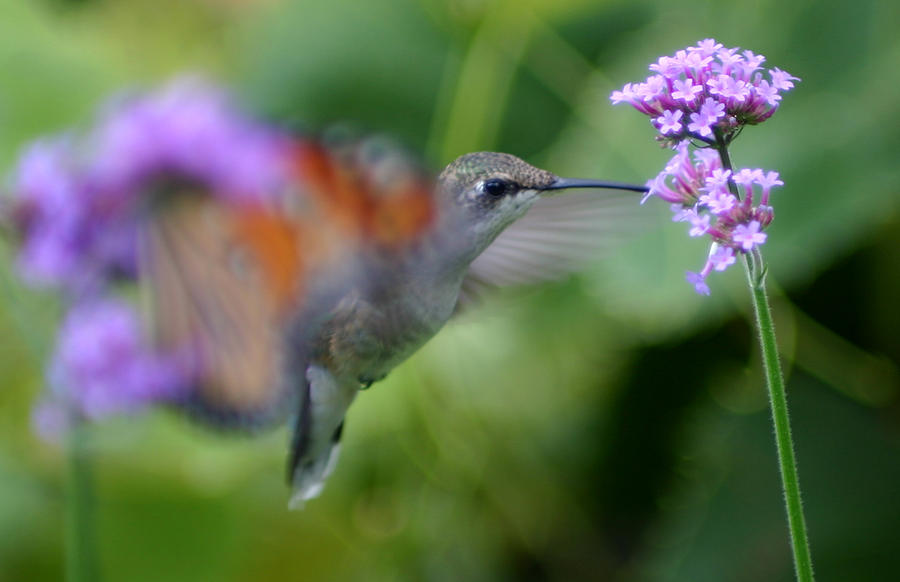 Hungry Hummingbird #2 Photograph by Robert E Alter Reflections of Infinity