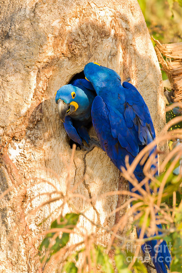 Parrot Photograph - Hyacinth Macaw #2 by B.G. Thomson