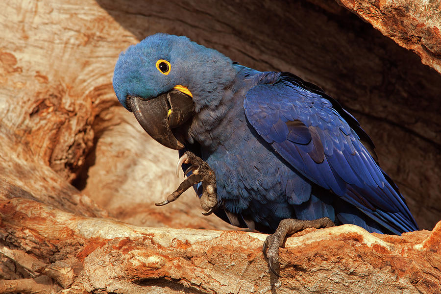 Hyacinth Macaw in Nest #2 Photograph by Aivar Mikko